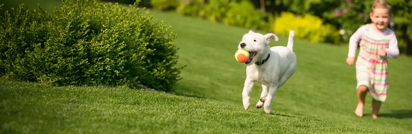 kid chasing dog