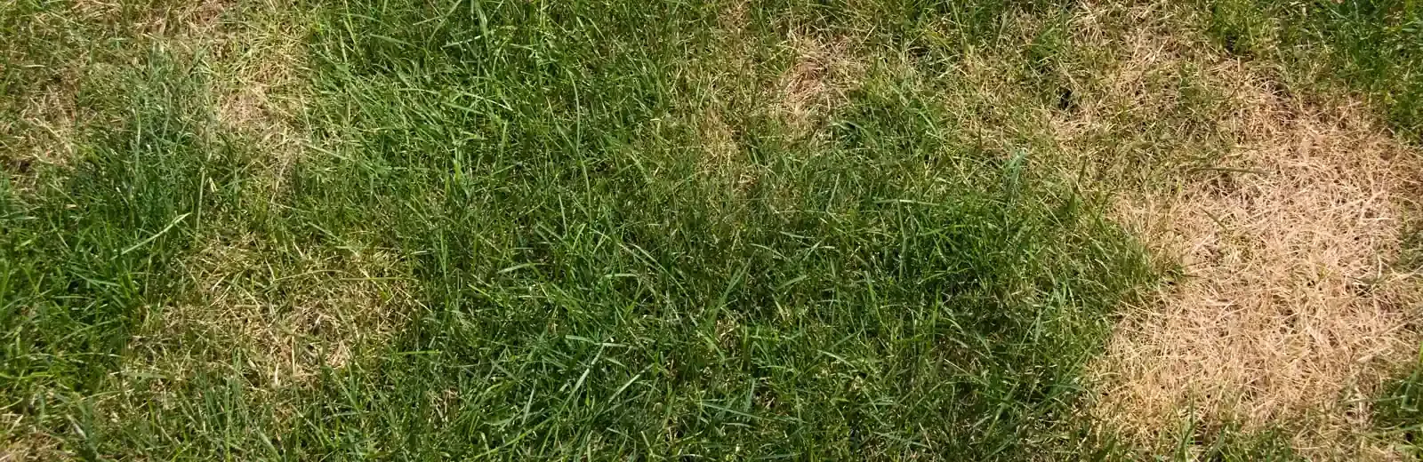 lawn disease