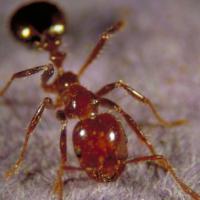 Fire ant zoomed in