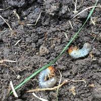 grubs in soil