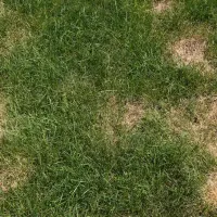 brown patch lawn disease
