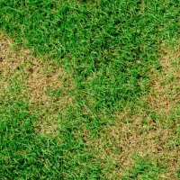 content-webworm-damage