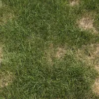 bare spots in lawn