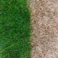 difference in vibrancy of lawn with care versus without