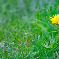 weed (dandelion) in grass 