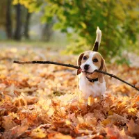 dog carrying stick with fall leaves around on the ground