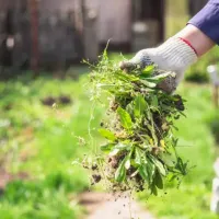 person holding a handful of weeds pulled from a lawn