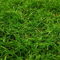 Closeup of a green lawn