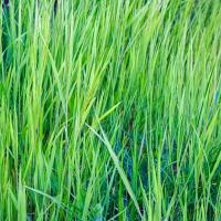 ryegrass