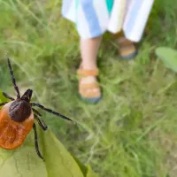 tick-on-leaf-with-human