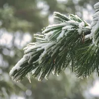 evergreen pine tree with snow on branches