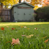 fall lawn with leaves green grass and shed in background