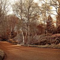 tree-and-shrubs-in-the-winter