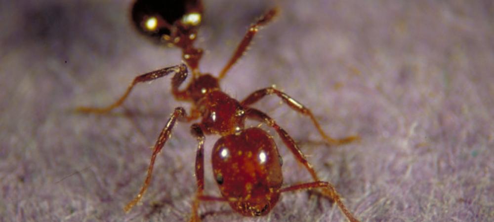Fire ant zoomed in