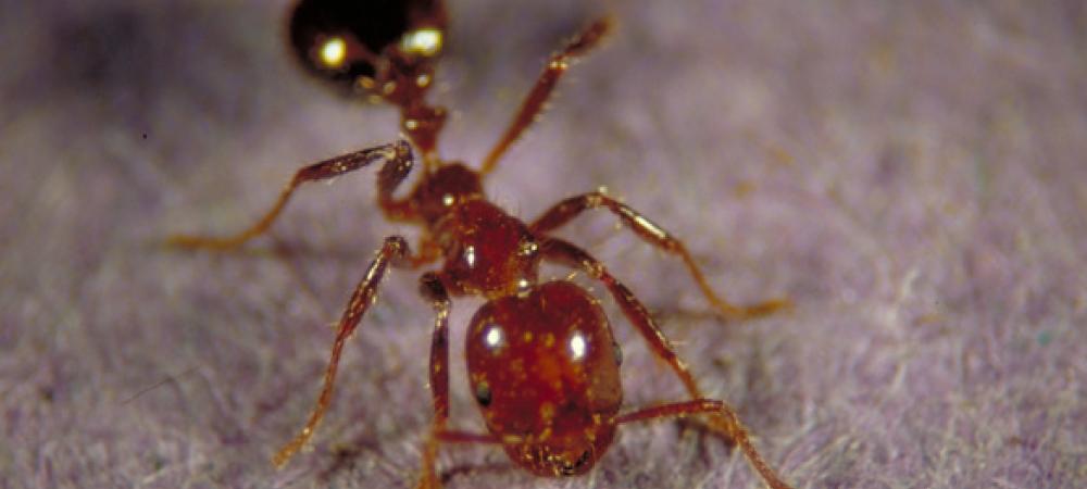 fire-ants Fire ant zoomed in