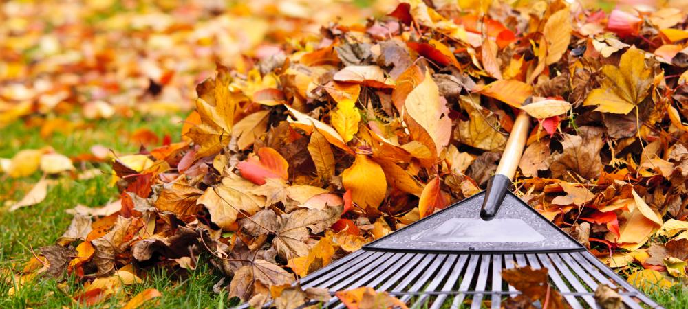 fall-lawn-care Fall Lawn Care