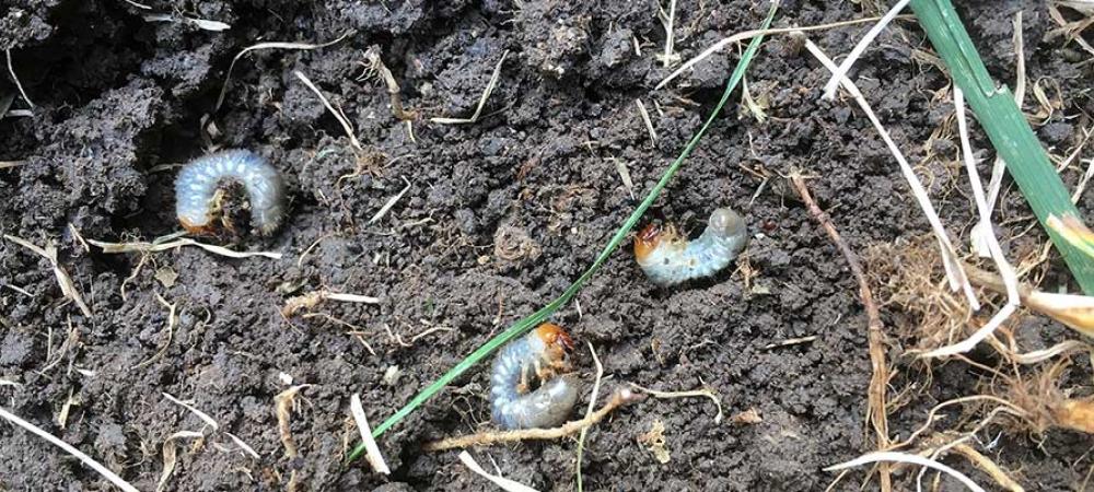 grubs in soil