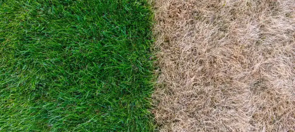 difference in vibrancy of lawn with care versus without