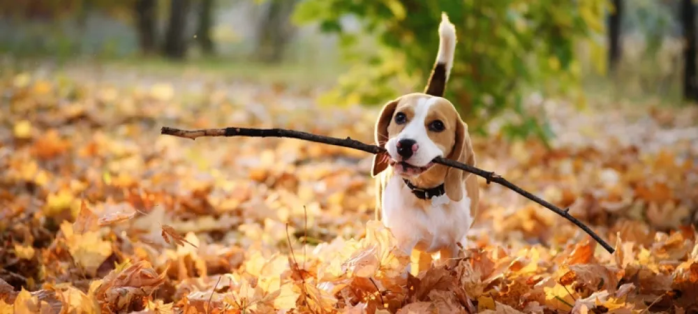 dog carrying stick with fall leaves around on the ground