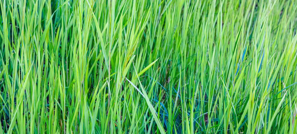 ryegrass