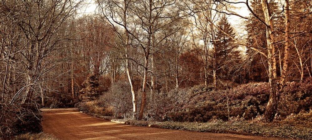 tree-and-shrubs-in-the-winter