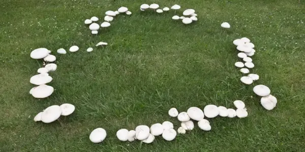 fairy_ring