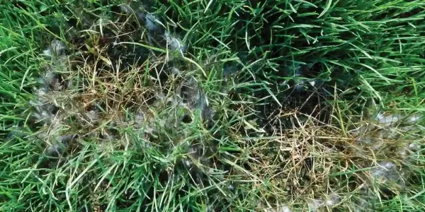 pythium_blight