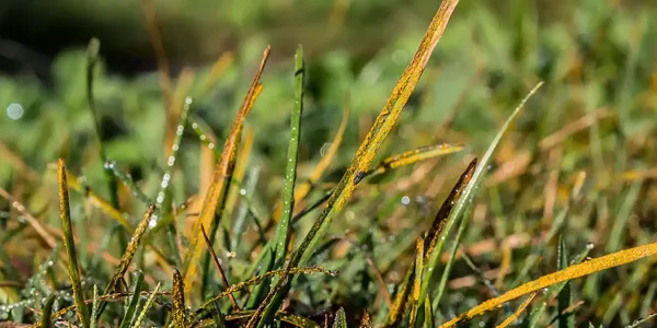 rust_lawn_disease