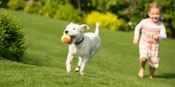 dog and kid running in grass