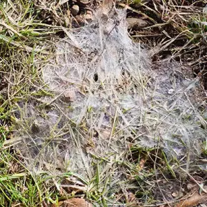 grey-leaf-spot