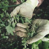 Gardening weeds out of lawn