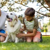 boys playing with dog in front lawn