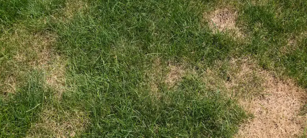 brown patch lawn disease