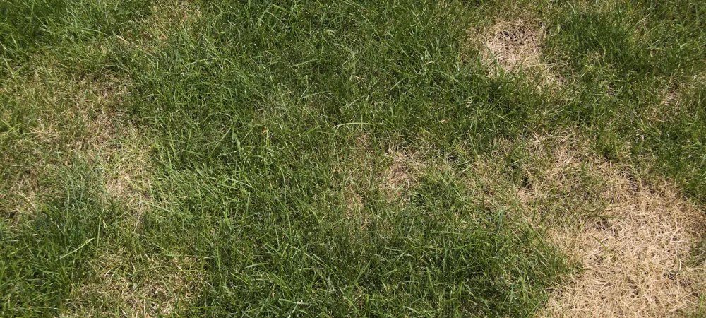 bare spots in lawn