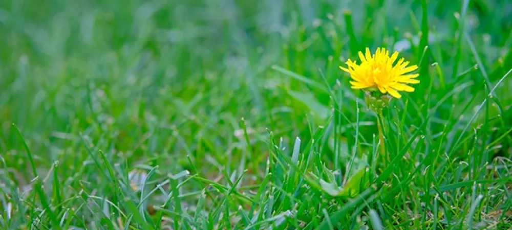 weed (dandelion) in grass 