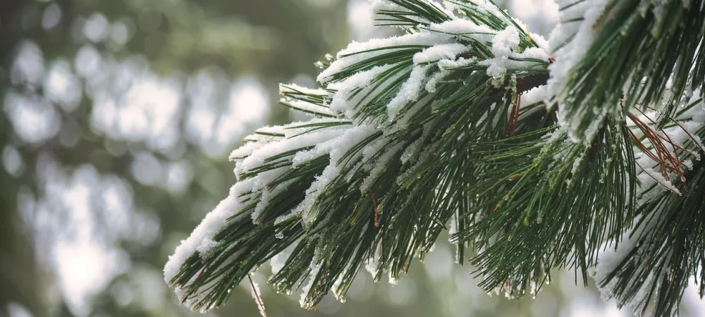 evergreen pine tree with snow on branches